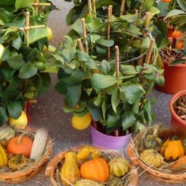 zucche decorative e piante da frutto